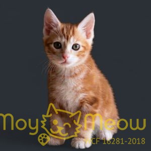 Кот №1 Тау от 27 января 2026г.