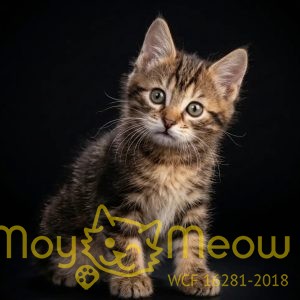 Кошка №1 Тессия от 27 января 2026г.