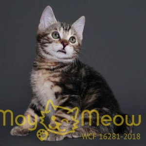 Кот №2 Тедди от 27 января 2026г.