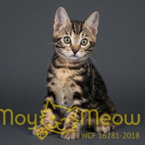 Кот №3 Тайгер от 27 января 2026г.